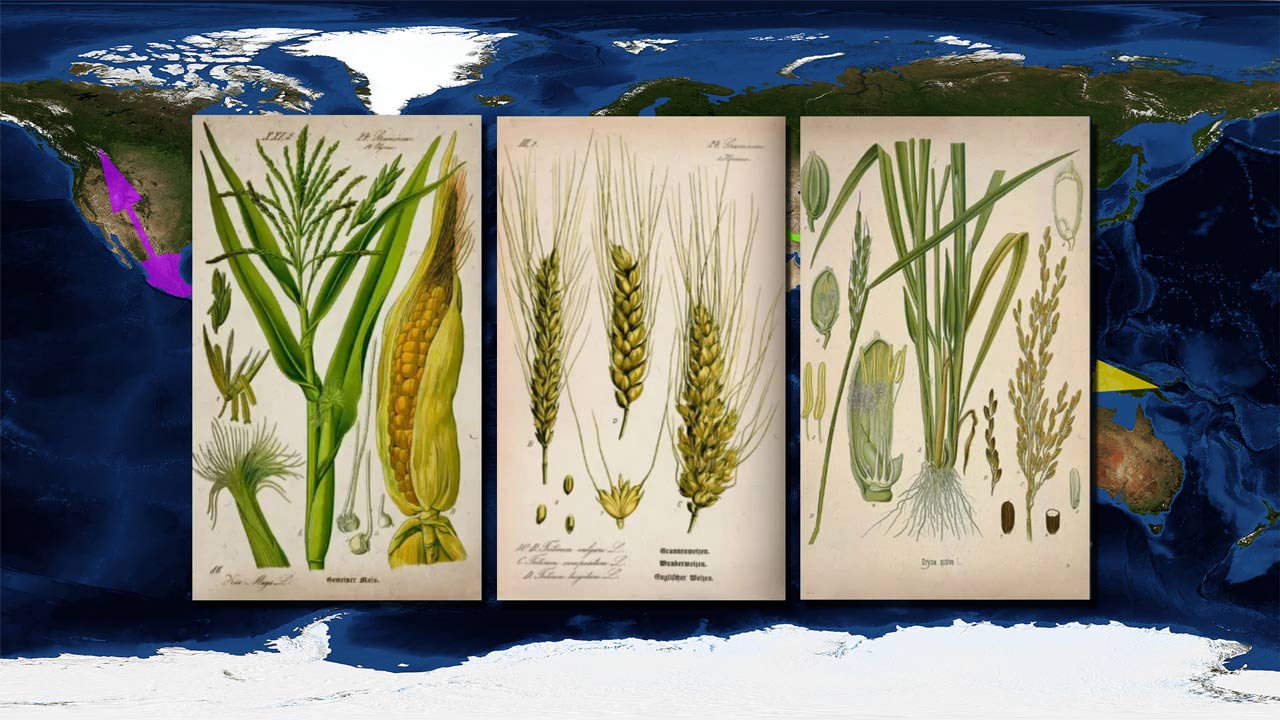 wheat rice and corn culture